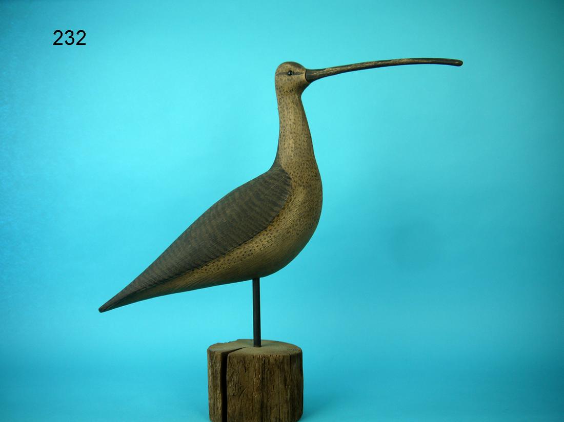 LONG-BILLED CURLEW, S. MOREY (1 of 2)