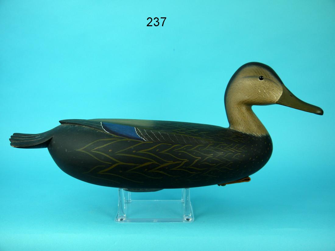 BLACK DUCK, W. ETHINGTON (1 of 4)