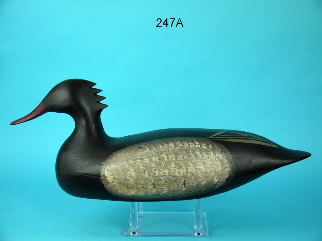 RED-BREASTED MERGANSER HEN, F.C. BROWN, JR. (1 of 4)