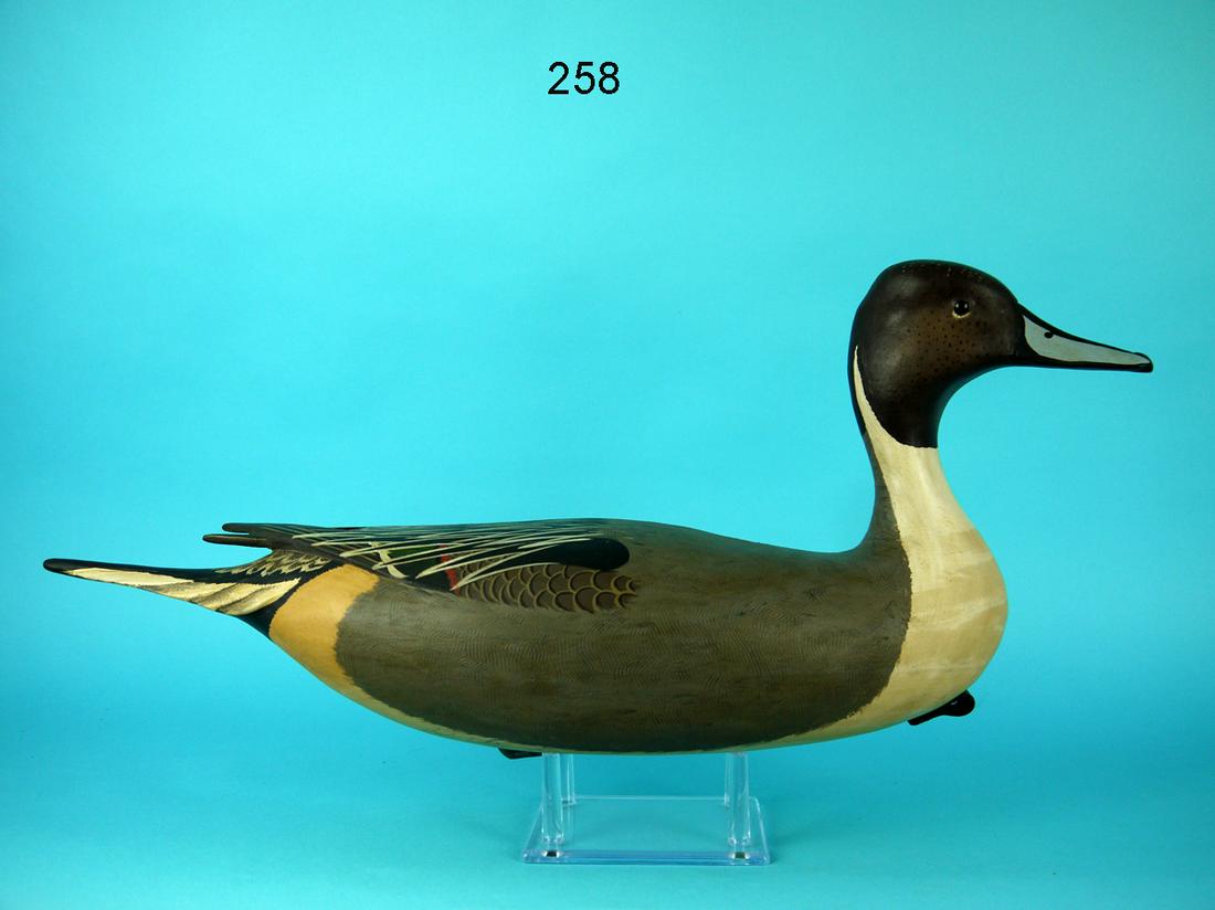 PINTAIL DRAKE, B. WHITE (1 of 4)