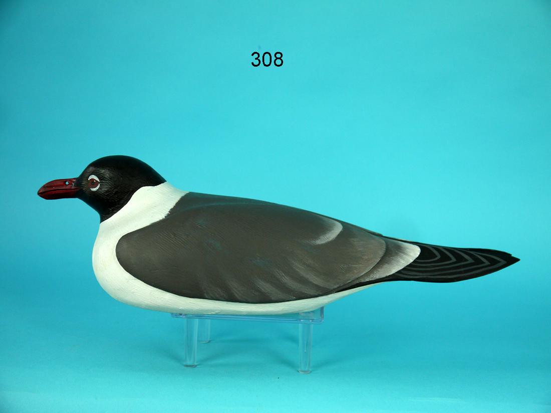 LAUGHING GULL, D. RHODES (1 of 4)