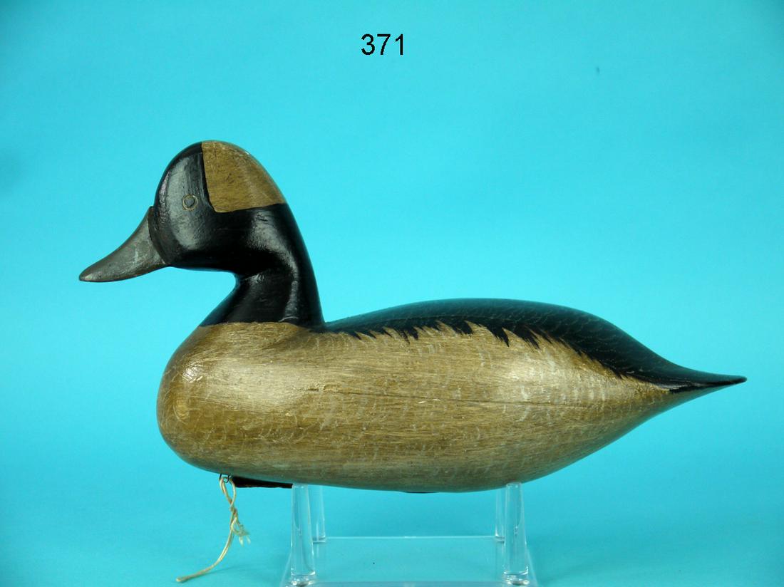 BUFFLEHEAD DRAKE, NEW JERSEY (1 of 4)