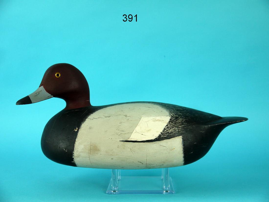 REDHEAD DRAKE, LONG ISLAND (1 of 4)