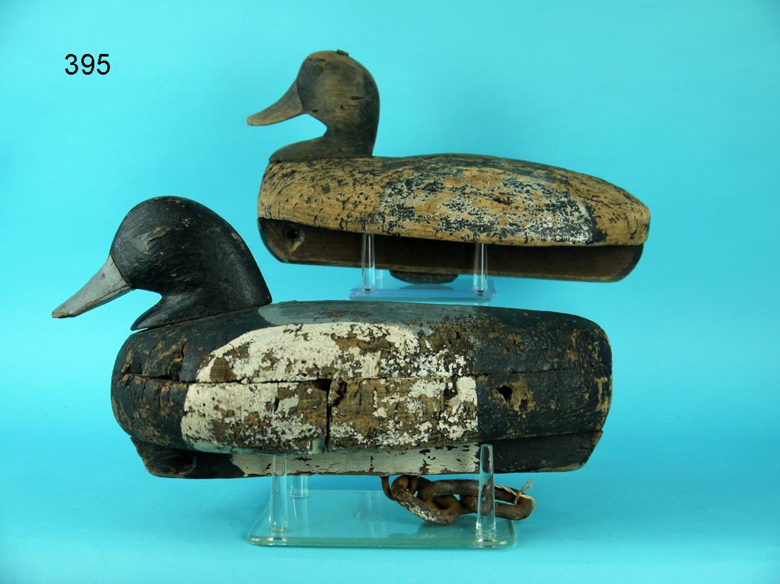 TWO BROADBILL DRAKES, LONG ISLAND (1 of 4)