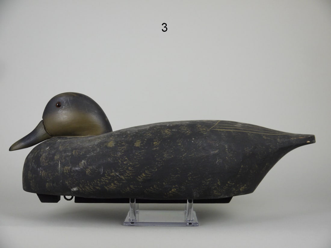 BLACK DUCK, WILDFOWLER (1 of 4)