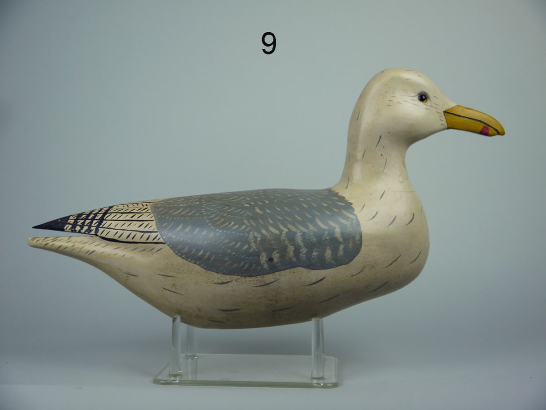 HERRING GULL, WILDFOWLER (1 of 4)