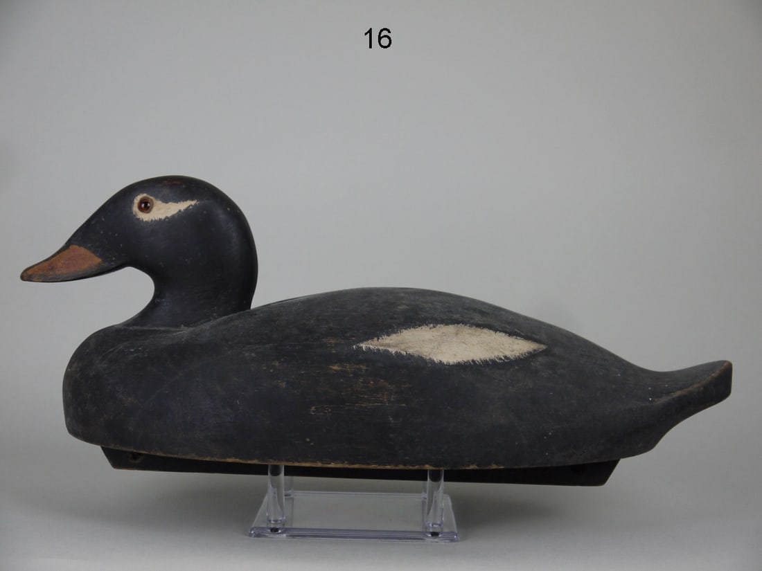 WHITE-WINGED SCOTER, WILDFOWLER, OLD SAYBROOK (1 of 4)