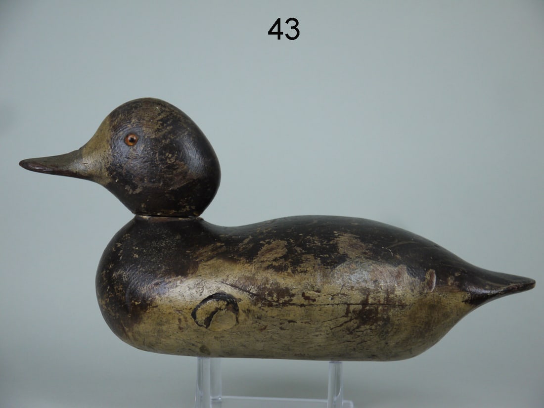 BROADBILL HEN, MASON (1 of 4)