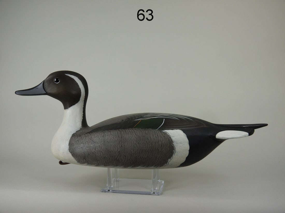 PINTAIL DRAKE, C. ROSSNER (1 of 4)