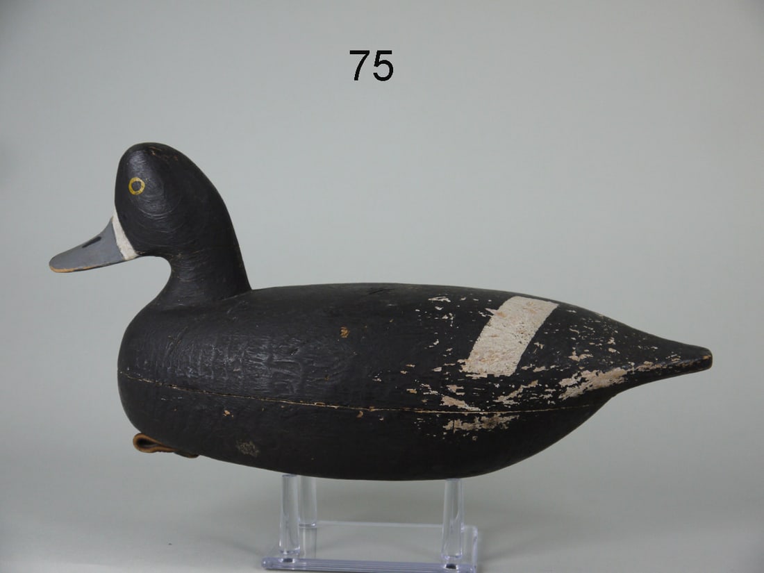 BLUEBILL HEN, R. CORLISS (1 of 4)