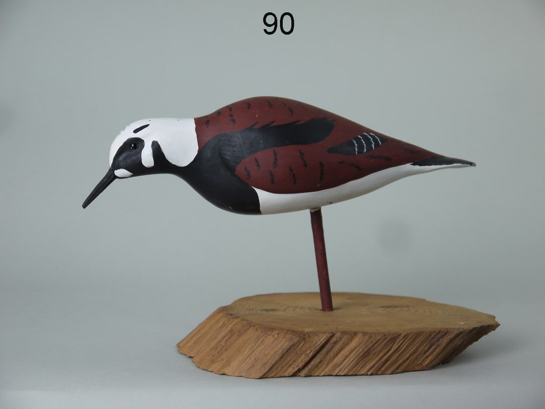 RUDDY TURNSTONE, T. BUTTONOW (1 of 4)