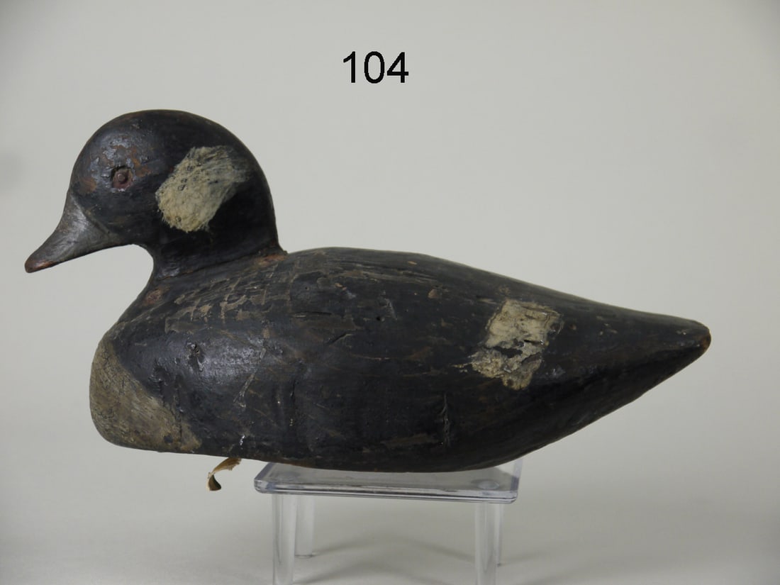 EARLY BUFFLEHEAD HEN, CHINCOTEAGUE (1 of 4)