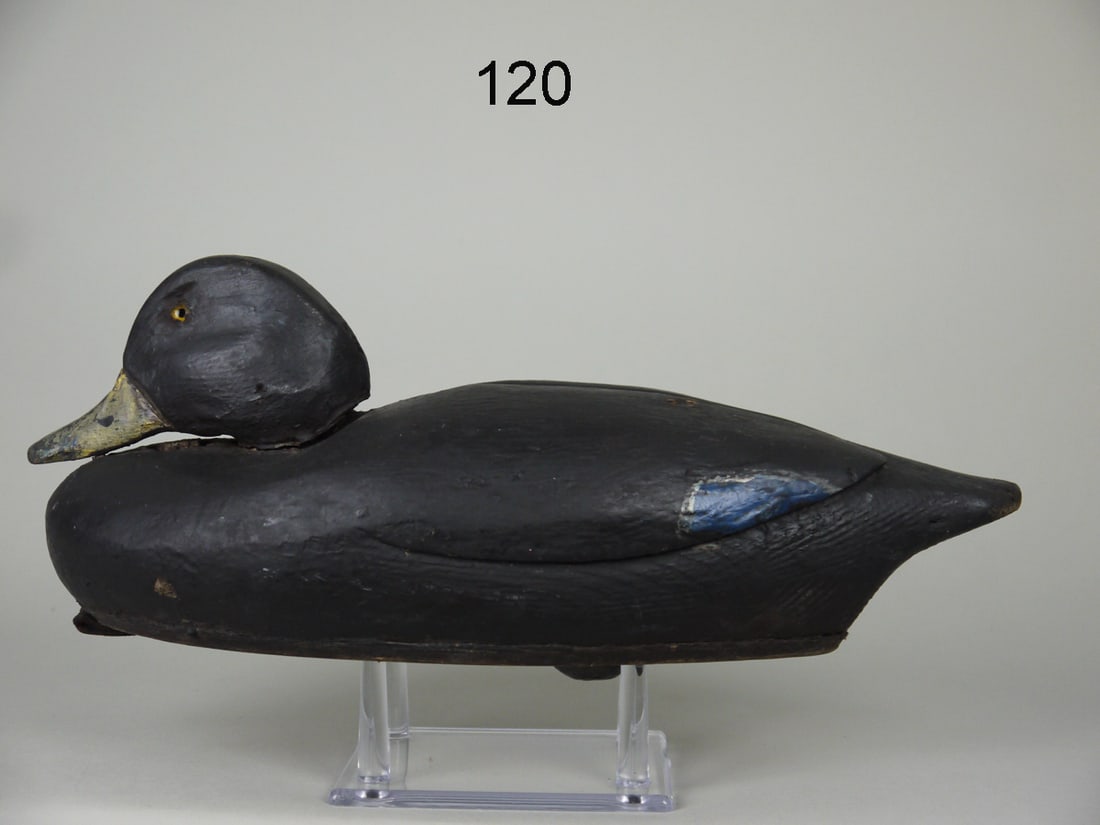 EARLY BLACK DUCK, ST. LAWRENCE RIVER (1 of 4)