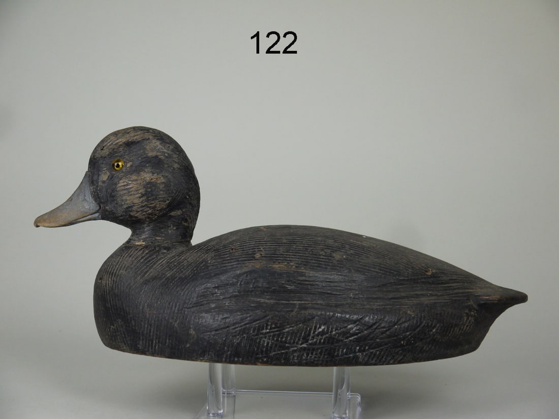 BLACK DUCK, P. PRINGLE (1 of 4)