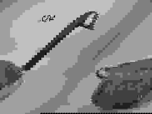 Canada Goose, Quebec Auction