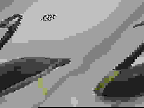 Canada Goose, Quebec Auction