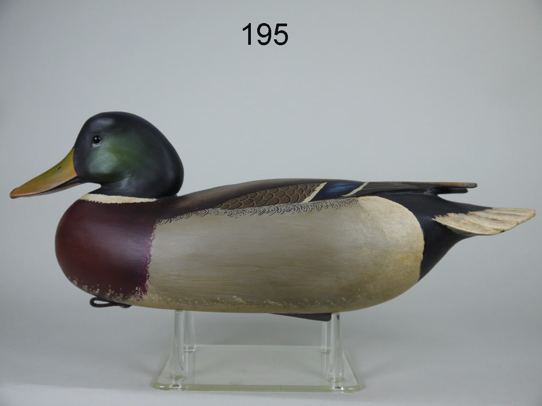 MALLARD DRAKE, B. WHITE (1 of 4)