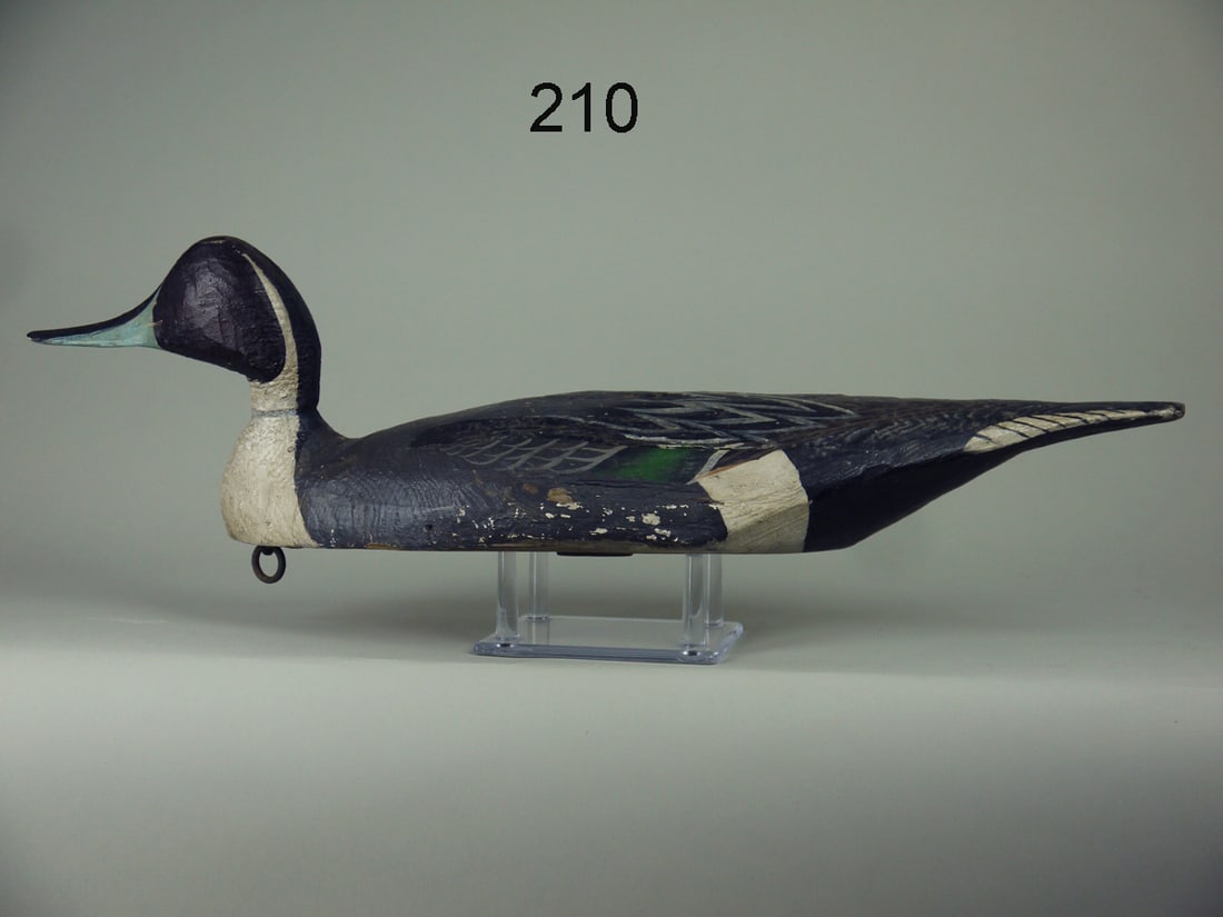 PINTAIL DRAKE, L. TYLER (1 of 4)