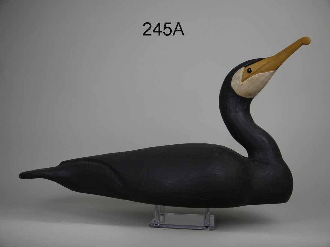 DOUBLE-CRESTED CORMORANT, C. FENNIMORE (1 of 4)
