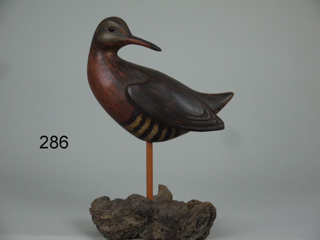 VIRGINIA RAIL, S. MOREY (1 of 4)