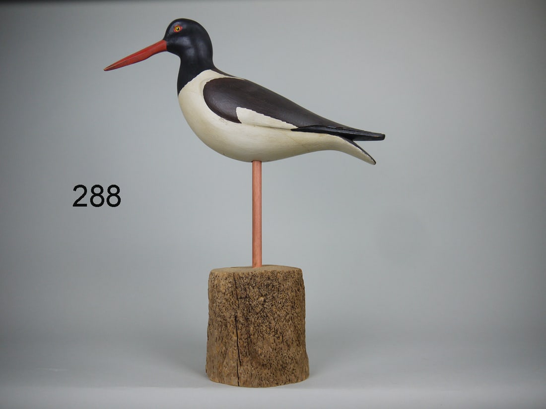 OYSTER CATCHER, S. MOREY (1 of 4)