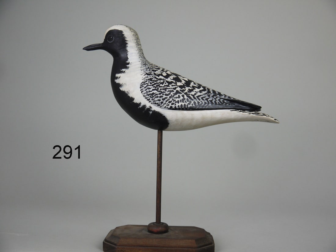 BLACK BREASTED PLOVER, D. RHODES (1 of 4)