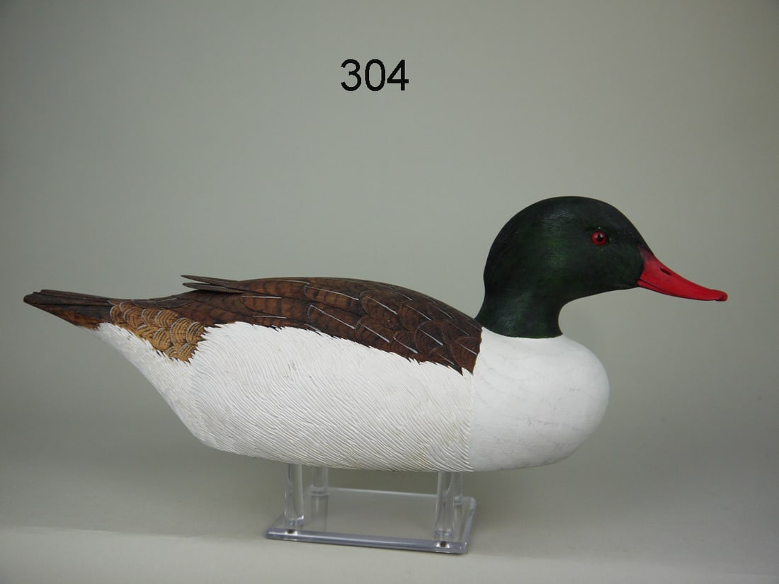 AMERICAN MERGANSER DRAKE, M.L. DIEUGENIO (1 of 4)