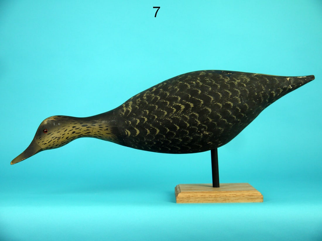 FEEDING BLACK DUCK, WILDFOWLER (1 of 4)