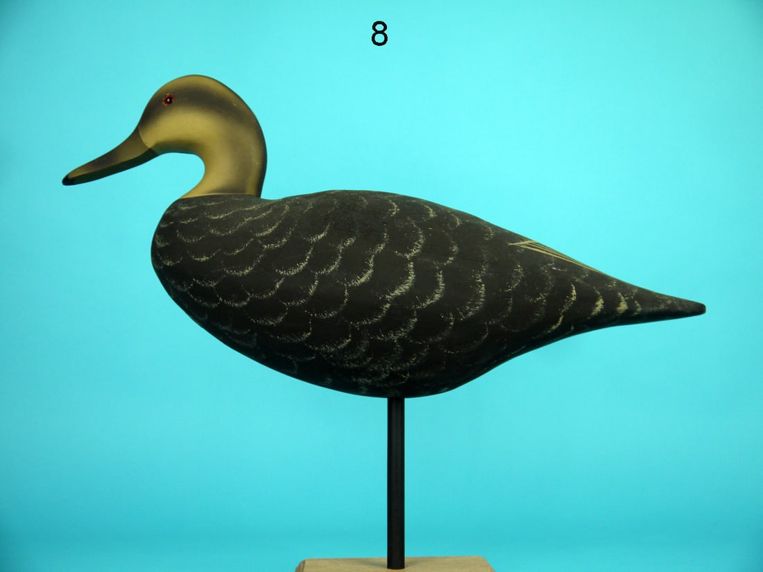 STANDING BLACK DUCK, WILDFOWLER (1 of 4)