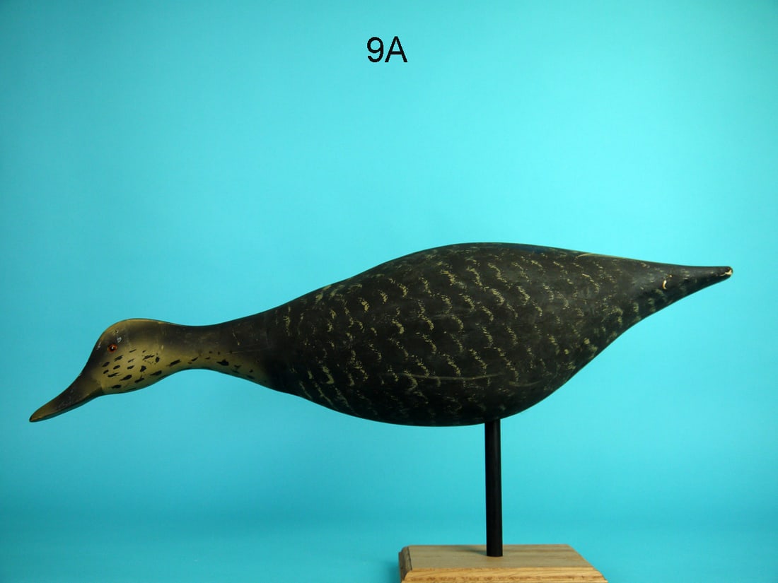 FEEDING BLACK DUCK, WILDFOWLER (1 of 4)