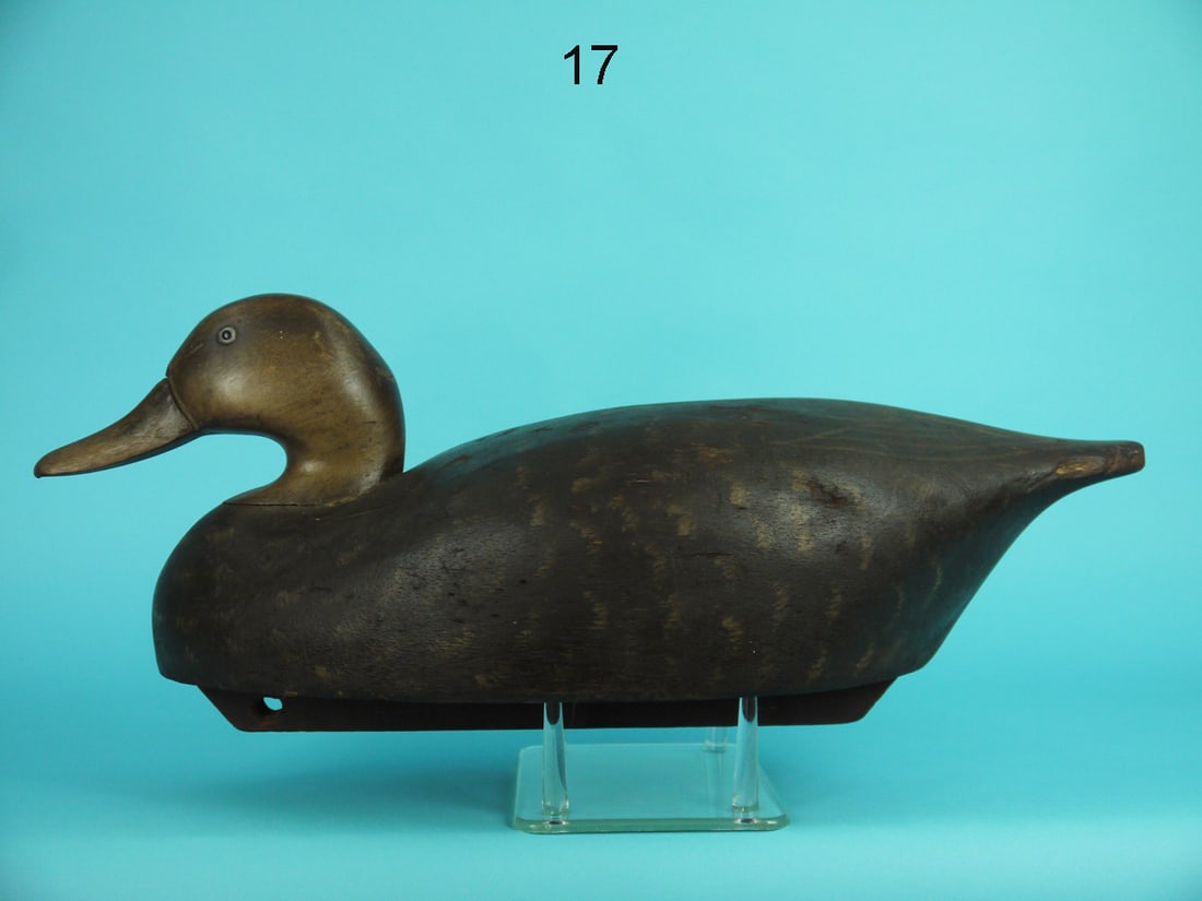 BLACK DUCK, WILDFOWLER, OLD SAYBROOK (1 of 4)