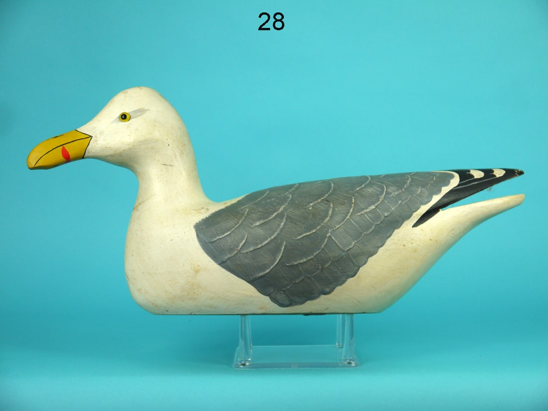 HERRING GULL, WILDFOWLER (1 of 4)