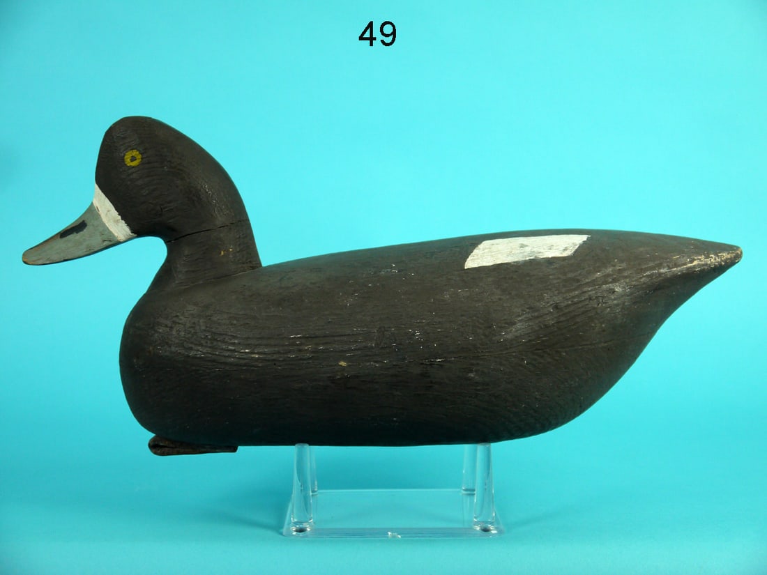 BROADBILL HEN,  R. CORLISS (1 of 4)