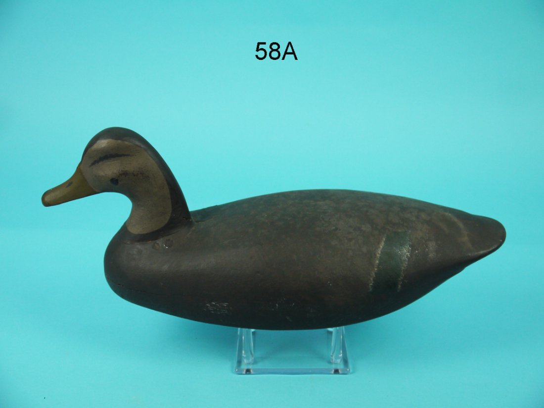 BLACK DUCK, L. ORTLEY (1 of 4)