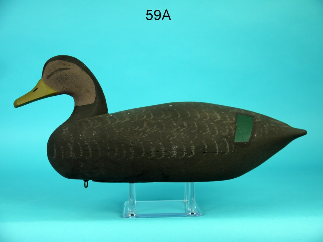 BLACK DUCK, L. ORTLEY (1 of 4)
