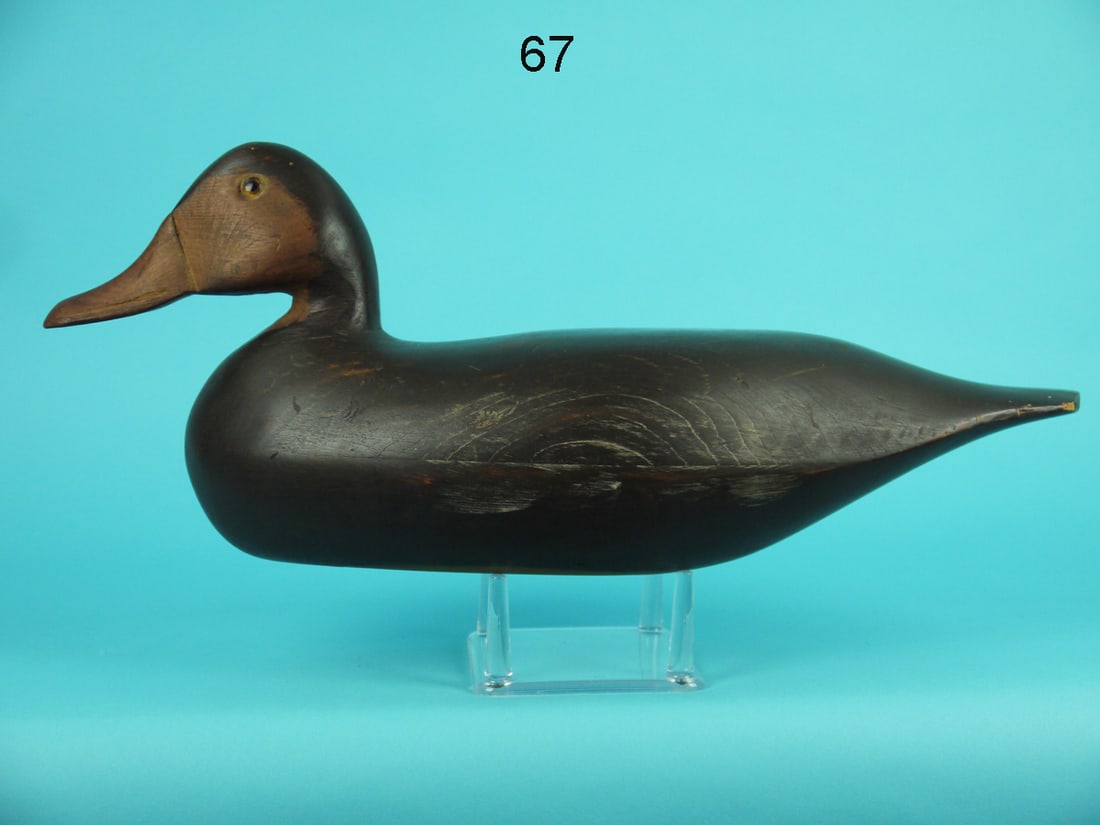 BLACK DUCK, G. HENDRICKSON (1 of 4)