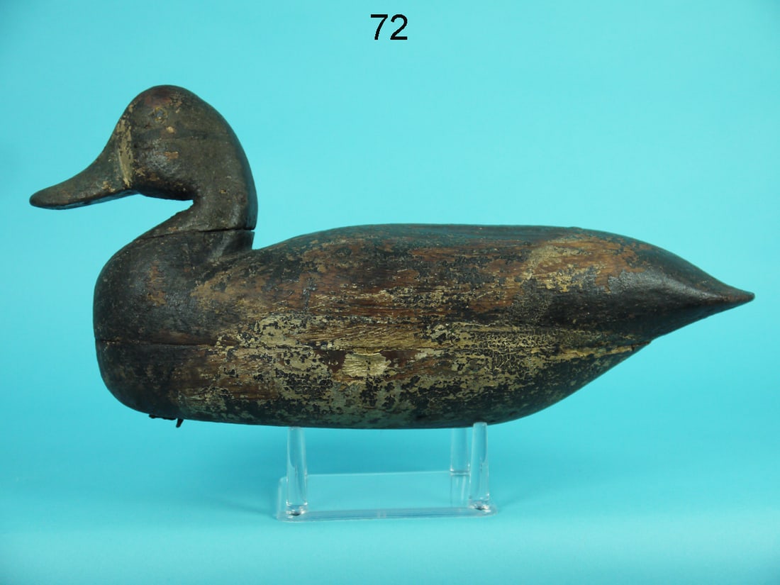 BROADBILL  HEN, J. KING (1 of 4)