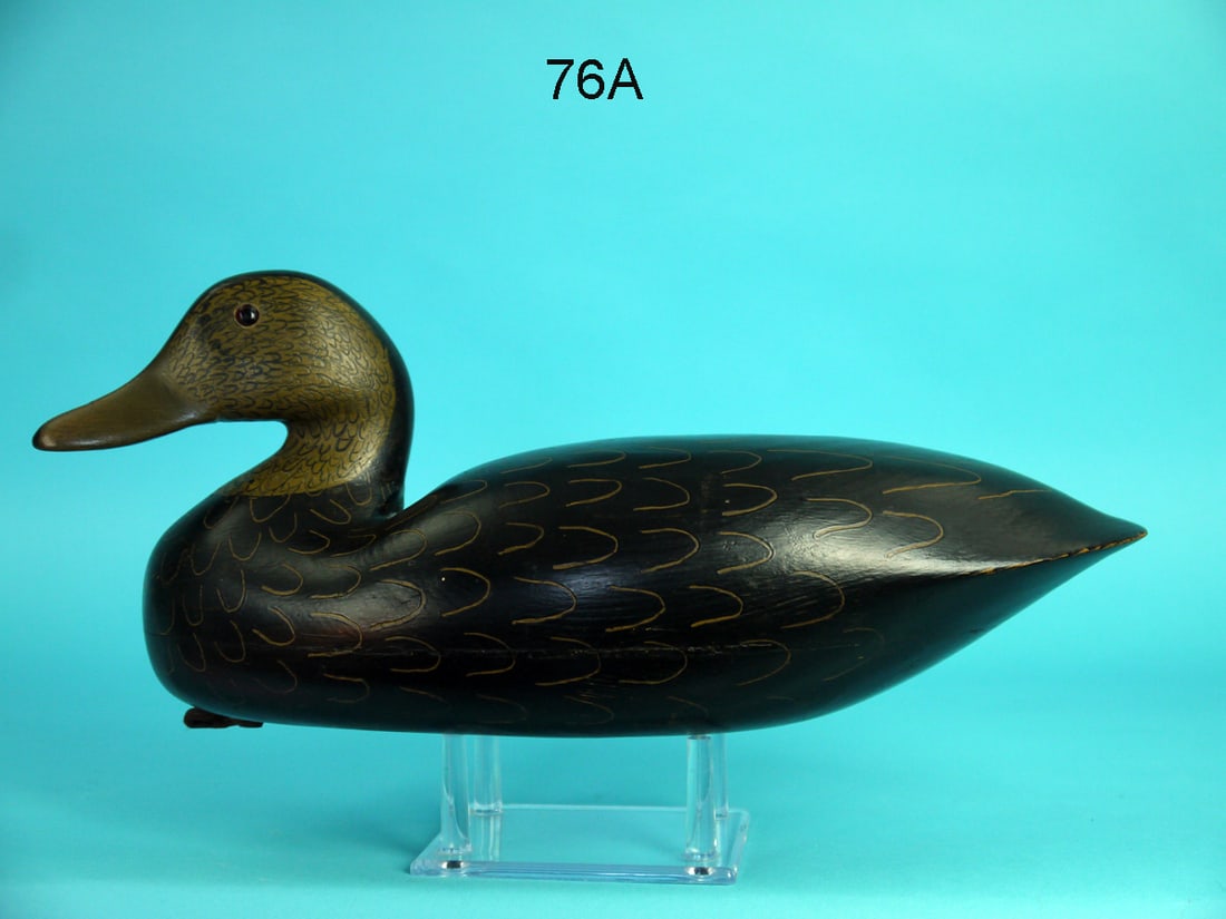 BLACK DUCK, L. PARKER (1 of 4)