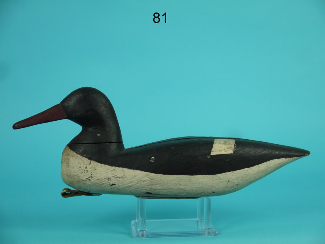 AMERICAN MERGANSER DRAKE, SOUTH JERSEY (1 of 4)