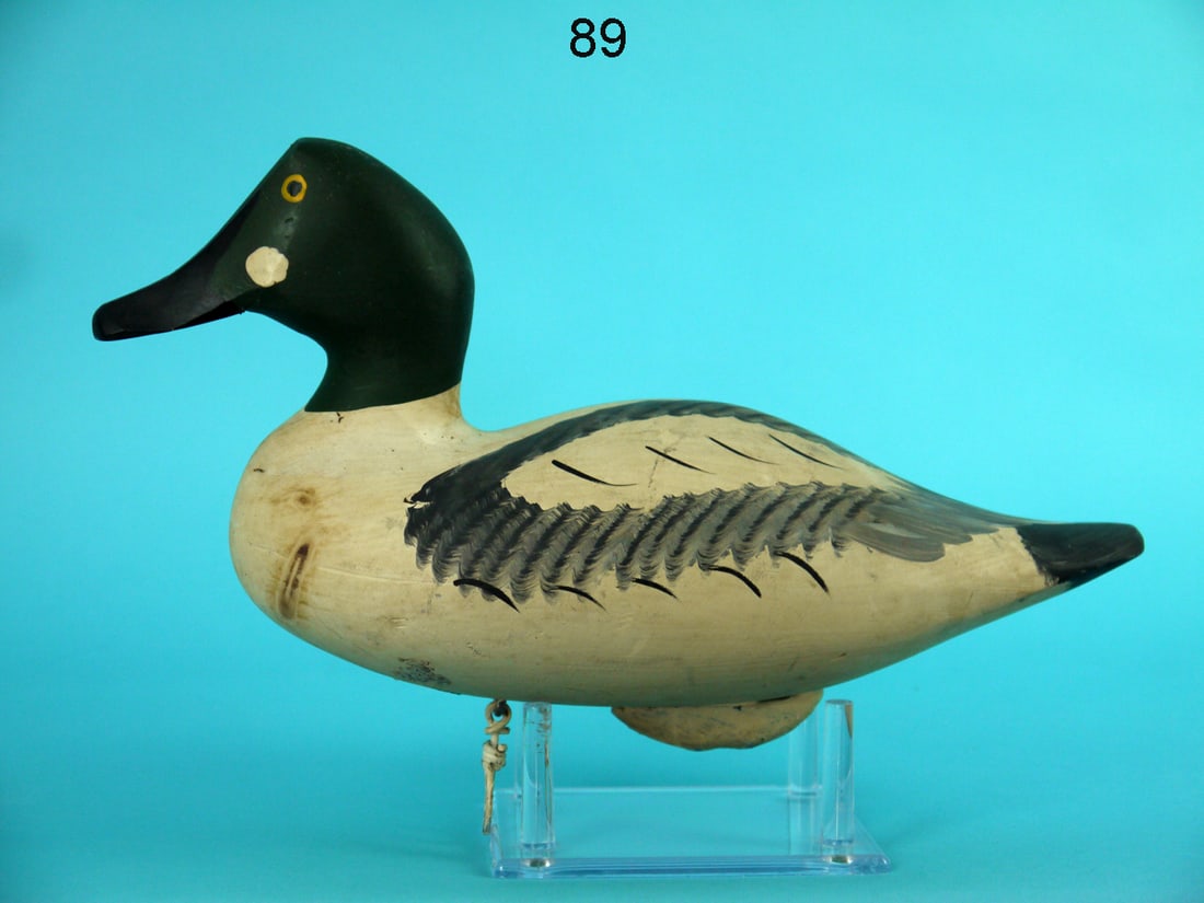 GOLDENEYE DRAKE, H. JOBES (1 of 4)