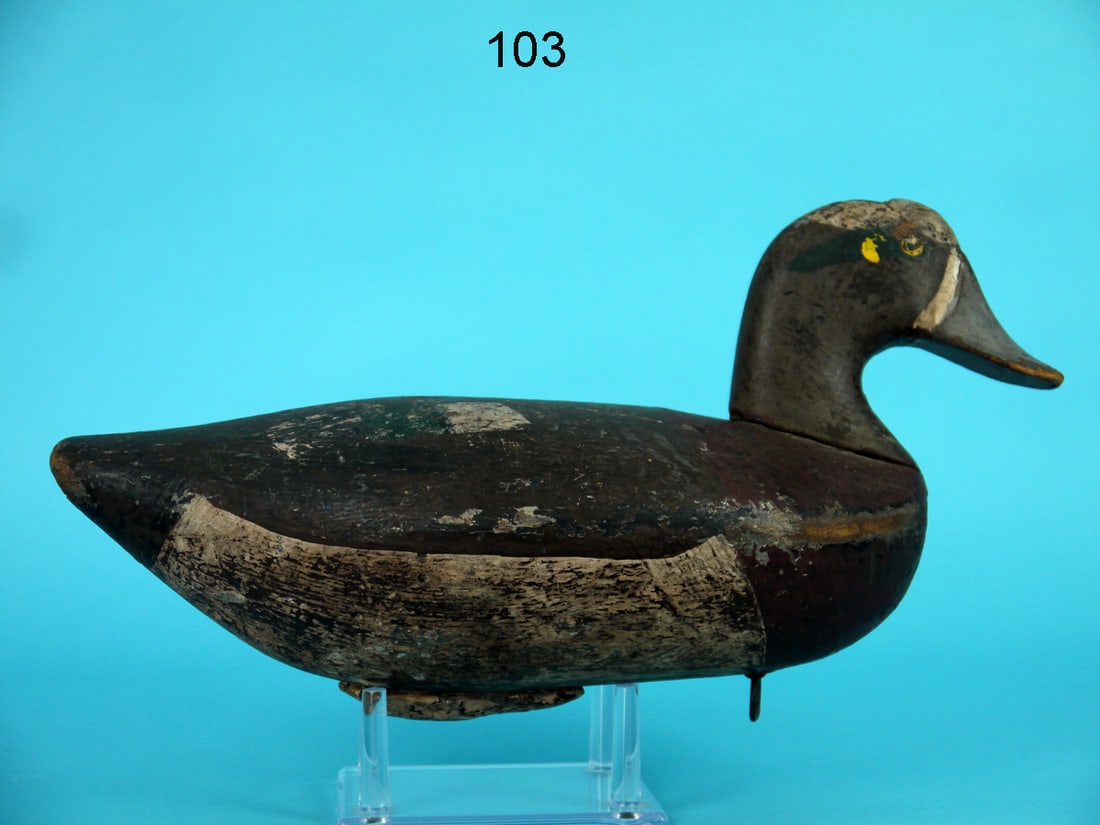 WIGEON DRAKE, ROCK HALL, MD (1 of 4)