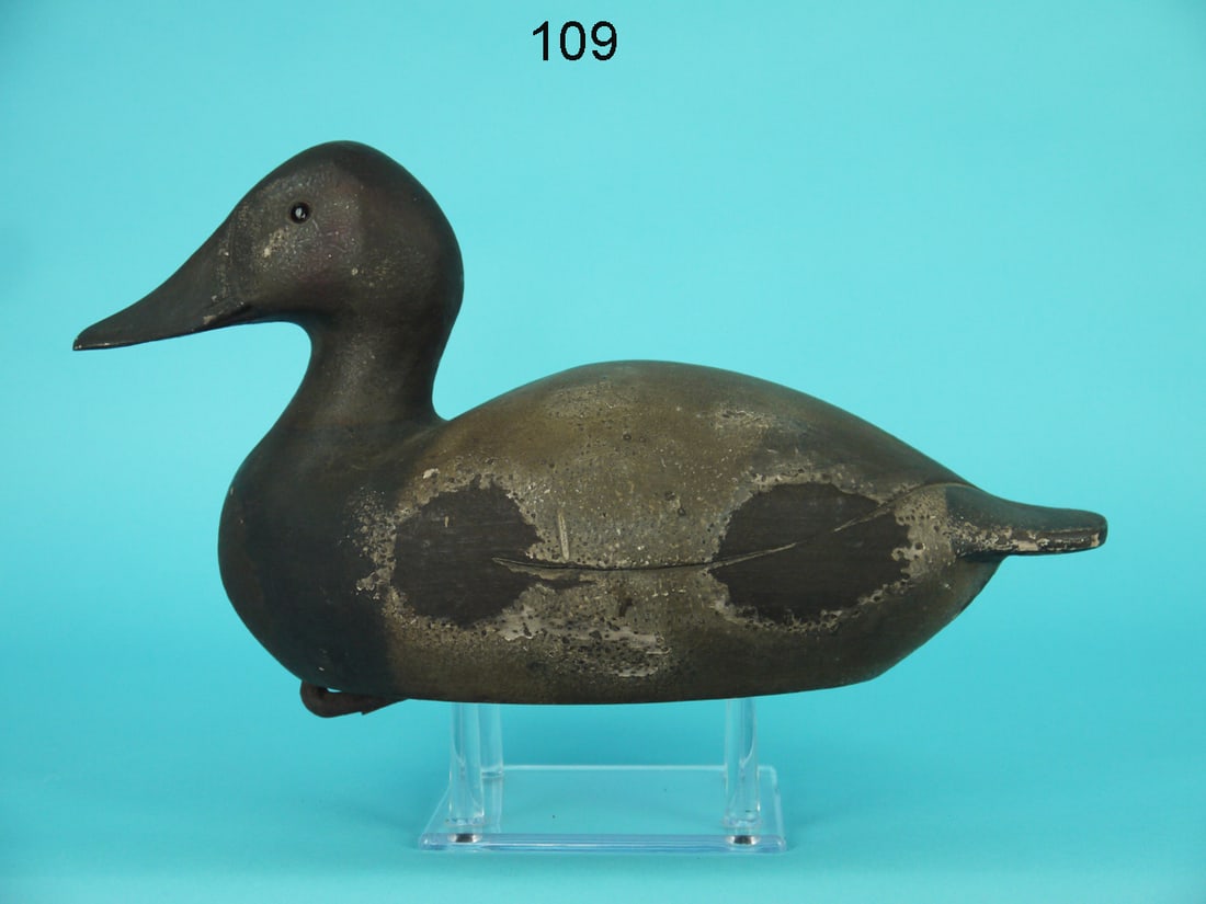 CANVASBACK HEN, VIRGINIA (1 of 4)