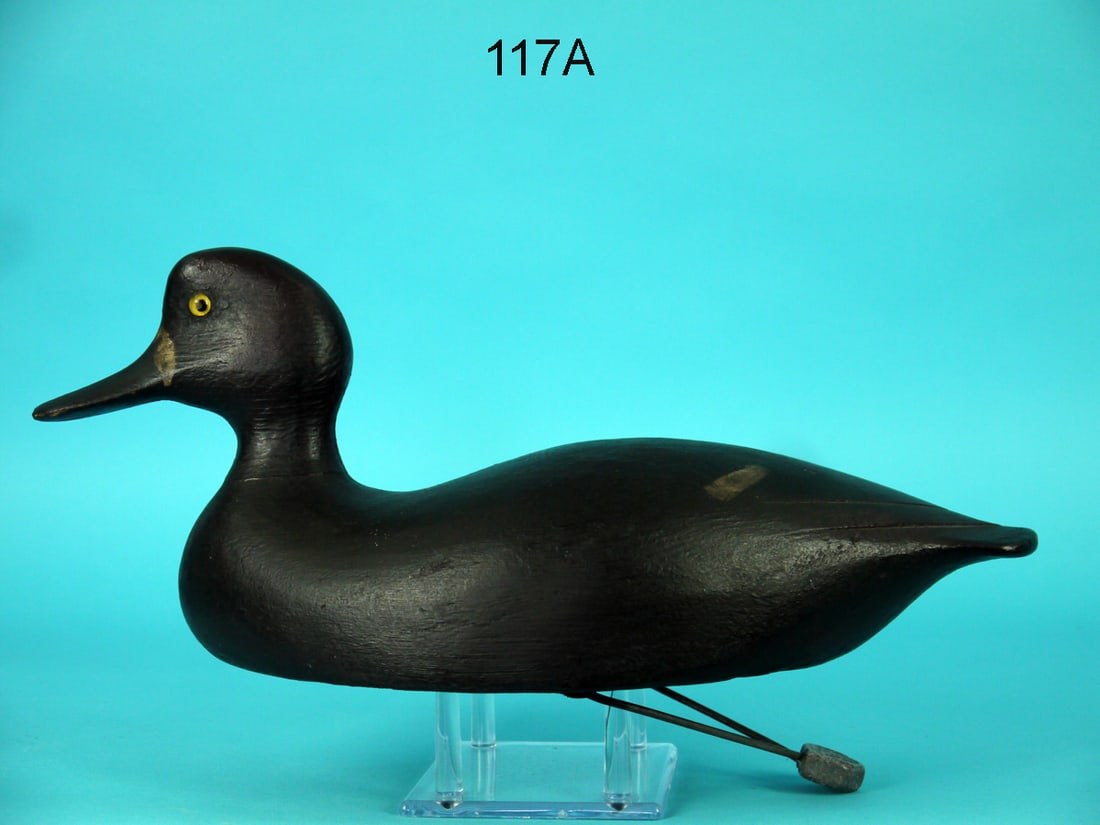 EARLY BLUEBILL HEN, NEW YORK STATE (1 of 4)