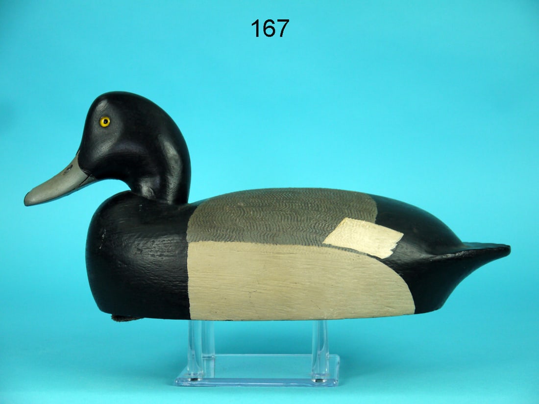 BROADBILL DRAKE, T. BIANCO/H. HUSTER (1 of 4)