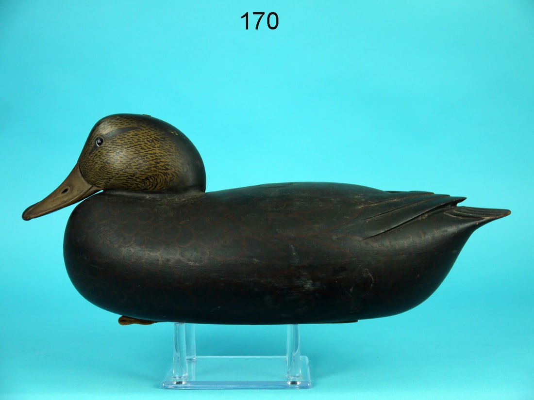 BLACK DUCK, J. EGELI (1 of 4)