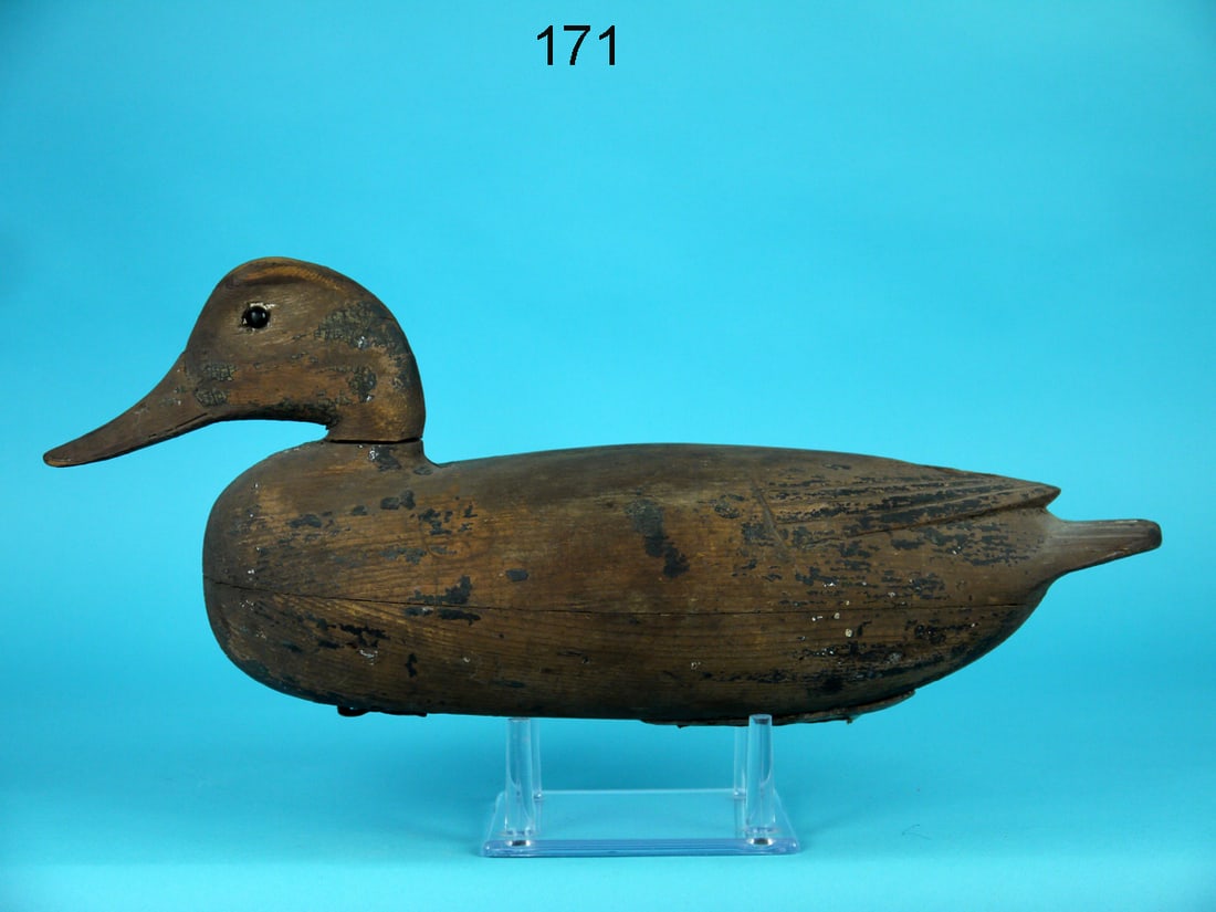 MALLARD DRAKE, J. ENGLISH (1 of 4)