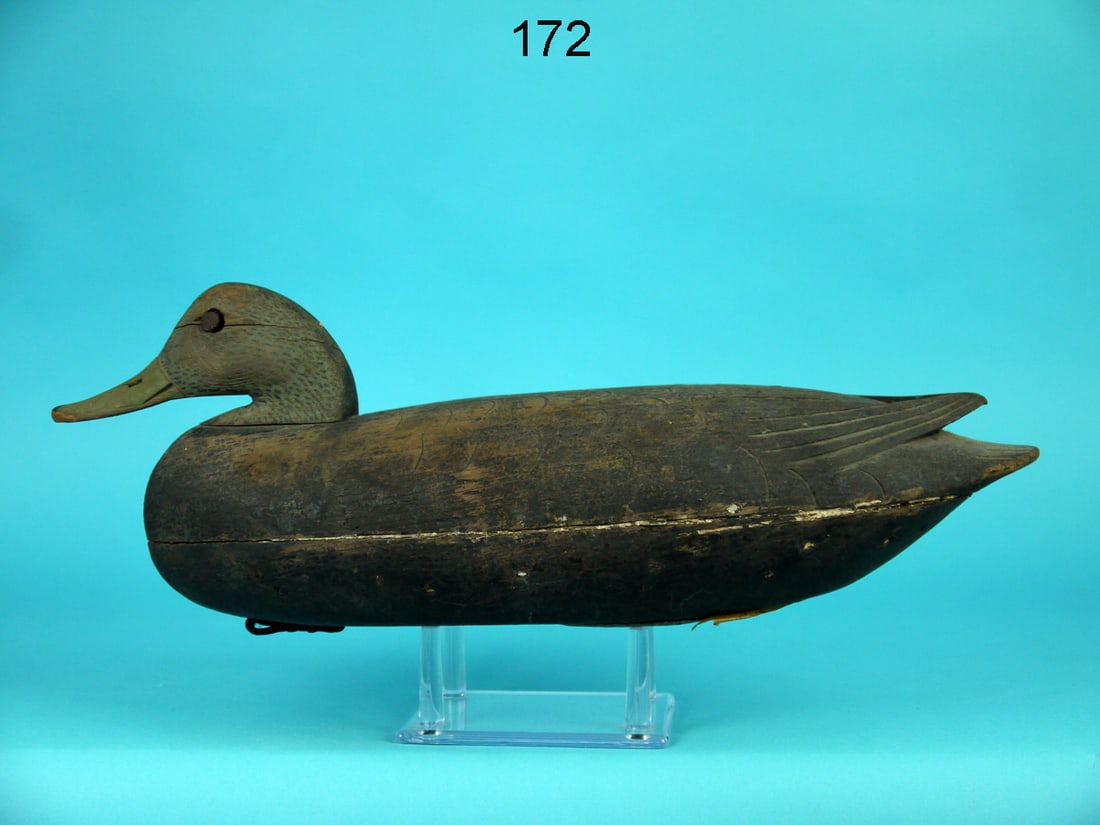 BLACK DUCK, DELAWARE RIVER (1 of 4)