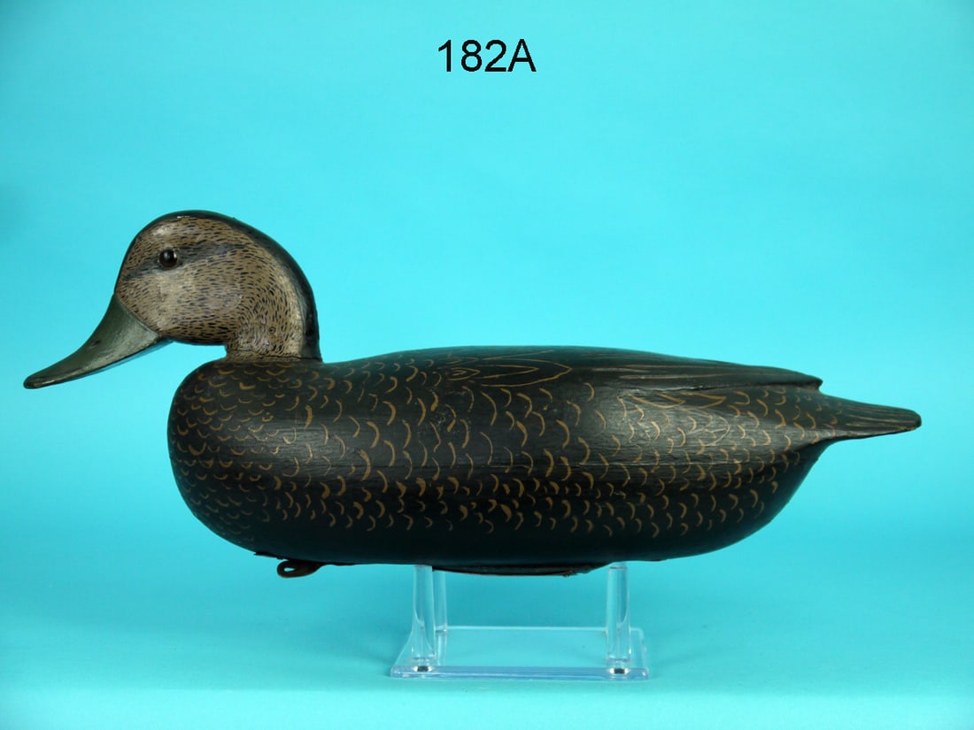 BLACK DUCK, DELAWARE RIVER (1 of 4)