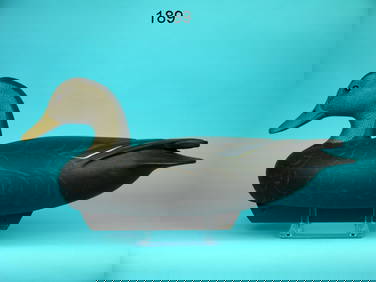 BLACK DUCK, J. MCLOUGHLIN (1 of 4)