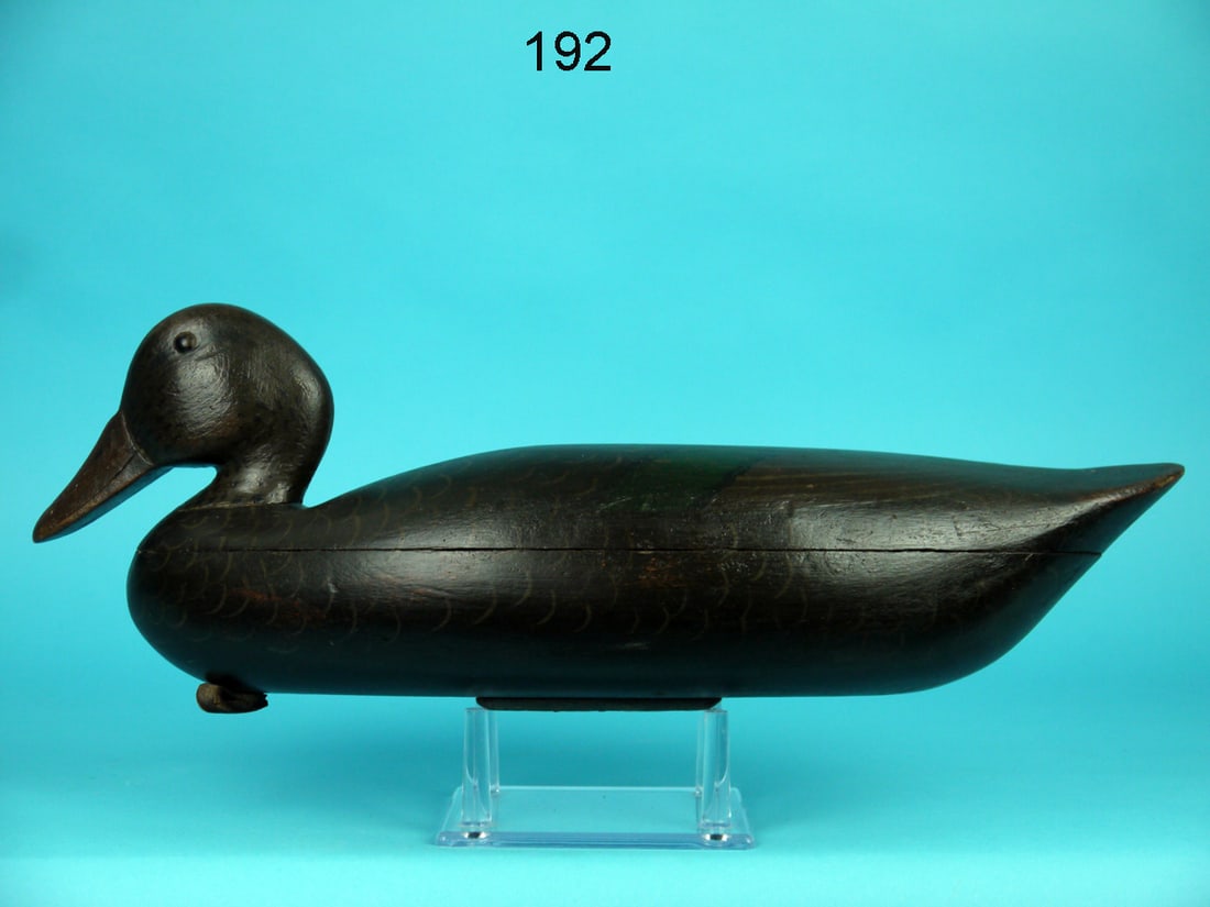 BLACK DUCK, BLAIR SCHOOL (1 of 4)